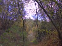Wald in HDR 1